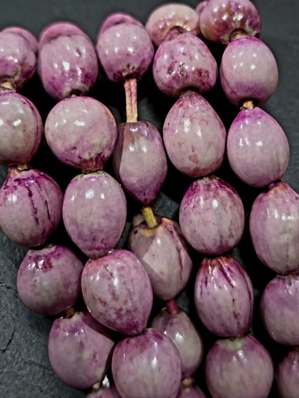Job's Tears (Coix Lacryma-jobi) Dyed Purple Or Stained. 51 Per Bag.